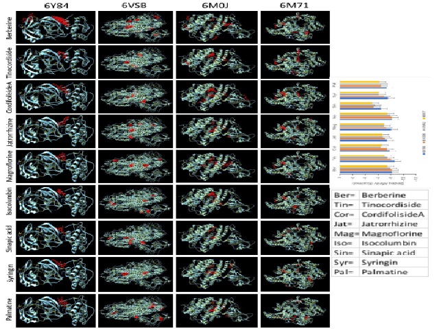 Binding location and affinity (Kcal/mol) of various confirmations of natural compounds (red) from Tinospora cordifolia against SARS-CoV-2