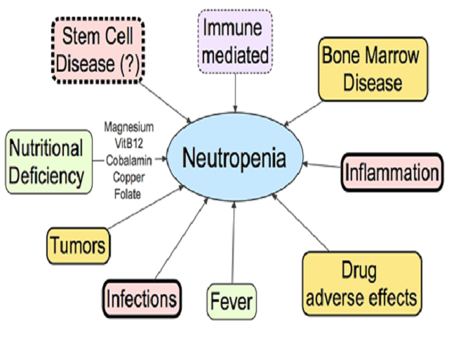 Figure 1: Potential causes of neutropenia in canines