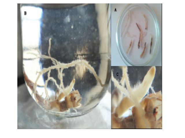 Developed hairy root culture of Chlorophytum laxum