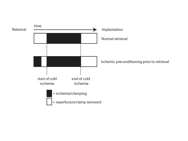 Ischemic preconditioning used prior to organ retrieval