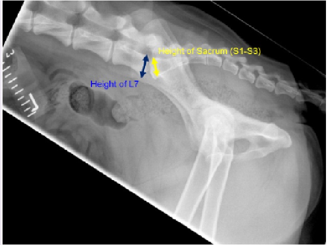 Right Lateral View of Canine Pelvis.