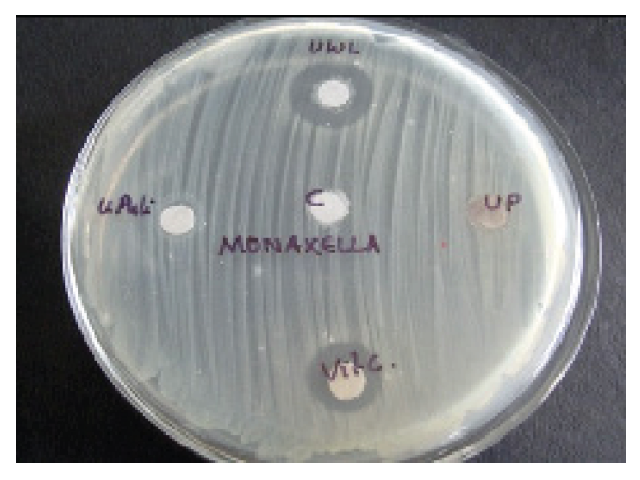 Effect of Moraxella catarrhalis on different citrus fruits