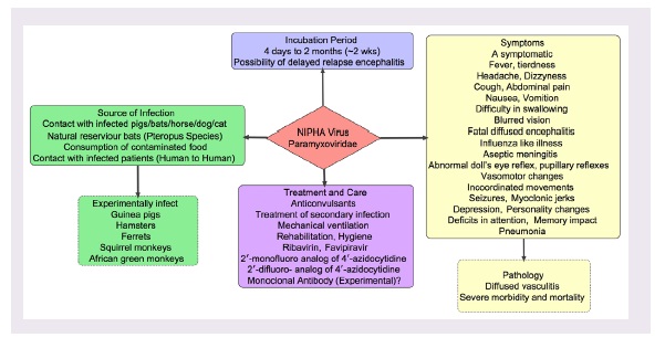 A pictogram of Nipah virus infection and treatment.