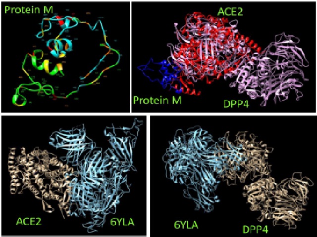 ACE2 Network protein analysis and its interaction with SARS-COV-2 surface proteins