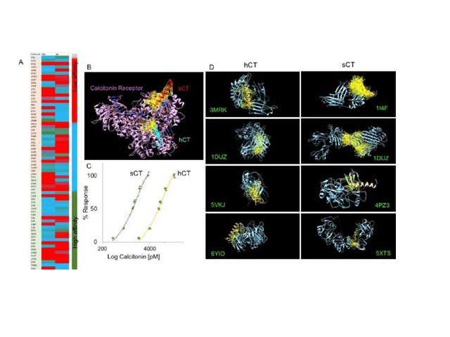 Molecular interaction of human (hCT) and salmon (sCT) calcitonin