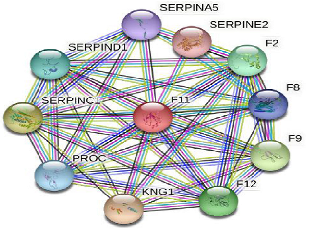 Network proteins of factor XI in humans analysed from the string database.