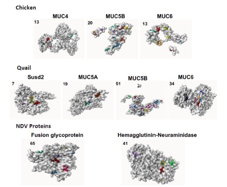 Binding sites of chicken/quail mucins and Newcastle disease virus (NDV) proteins.